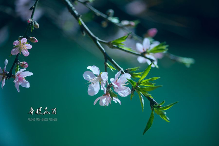 诗词 | 小楼听雨，雨中观花，浪漫了整个春天